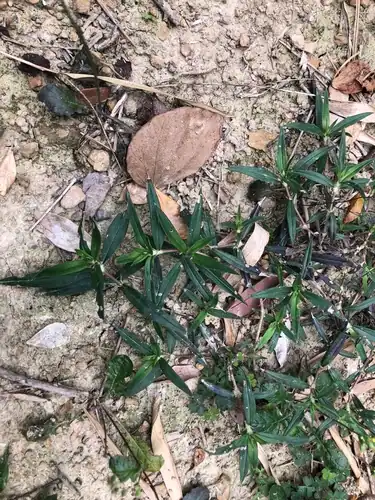 Foto dokumenter Scleromitrion verticillatum