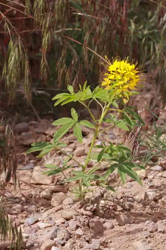 Foto dokumenter Cleomella lutea