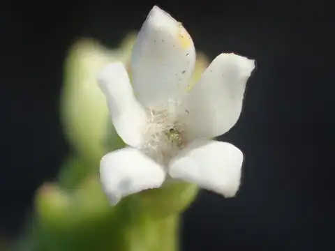 Foto dokumenter Leptopetalum biflorum