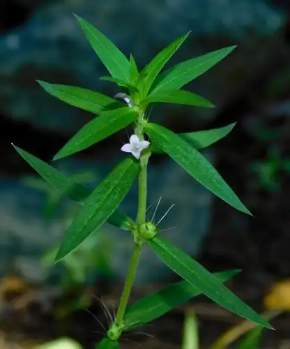 Foto dokumenter Hexasepalum teres