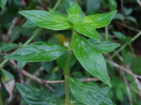 Foto dokumenter Hexasepalum sarmentosum