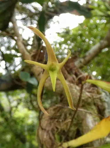 Foto dokumenter Maxillaria amplifoliata
