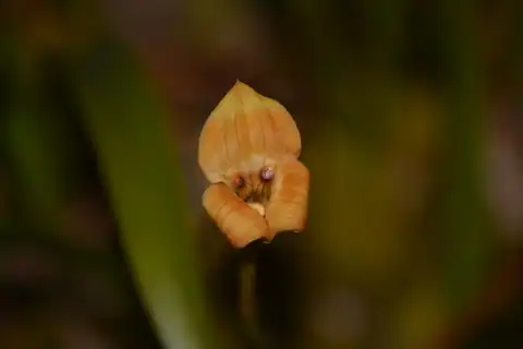 Foto dokumenter Maxillaria egertoniana