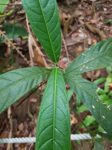 Foto dokumenter Singaporandia macrophylla