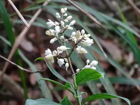Foto dokumenter Staphylea arguta