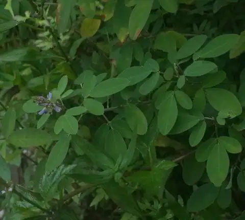 Foto dokumenter Grona heterocarpos