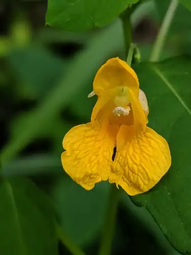 Foto dokumenter Impatiens ecornuta