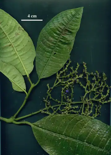 Foto dokumenter Palicourea solitudinum