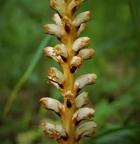 Foto dokumenter Orobanche krylowii