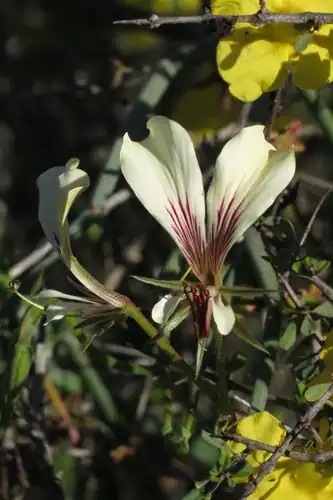 Foto dokumenter Pelargonium tetragonum