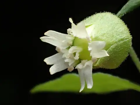 Foto dokumenter Silene baccifera