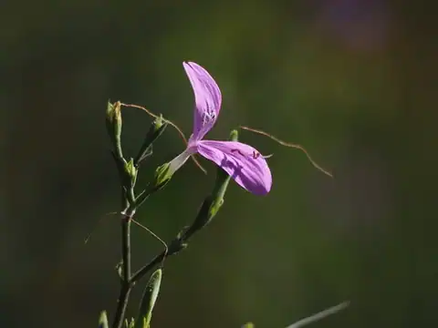 Foto dokumenter Hypoestes cumingiana