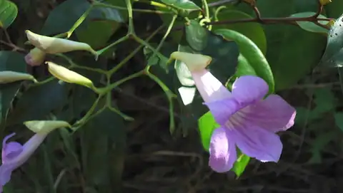 Foto dokumenter Bignonia corymbosa