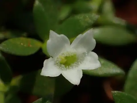Foto dokumenter Dentella repens