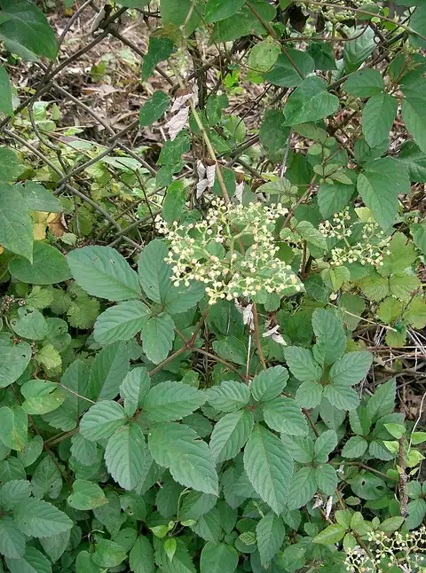 Foto dokumenter Causonis japonica