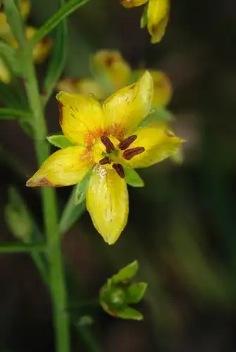 Foto dokumenter Lysimachia loomisii