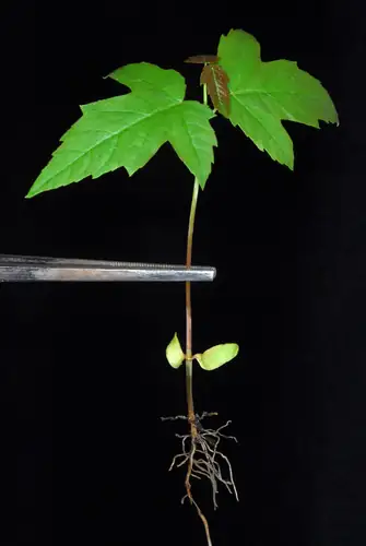 Semai Acer saccharinum dengan daun berlekuk dan akar yang terbuka pada latar gelap.