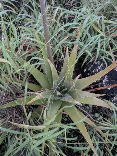 Roset Aloe vera dengan daun tebal memanjang dan tepi bergigi di antara rumput.