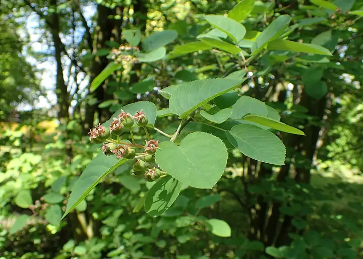 Ranting Amelanchier canadensis dengan daun hijau bergerigi dan sekelompok buah muda.