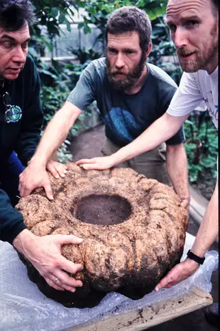 Umbi Amorphophallus titanum berwarna cokelat sedang dipegang oleh petugas kebun raya.