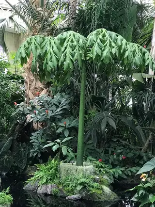 Daun Amorphophallus titanum membentuk tajuk pada tangkai tegak di dalam rumah kaca.