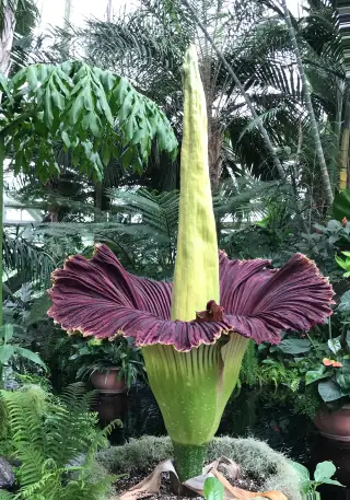Tongkol tinggi Amorphophallus titanum dikelilingi seludang berwarna ungu di rumah kaca.