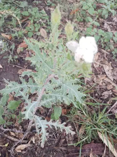 Argemone platyceras dengan bunga putih dan daun hijau pucat berlekuk serta berduri.