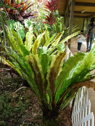 Roset Asplenium nidus dengan helaian daun panjang dan utuh di kebun botani.