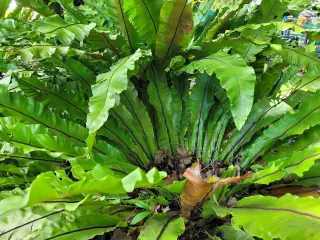 Daun hijau memanjang Asplenium nidus tersusun dalam roset dengan tulang tengah berwarna gelap.