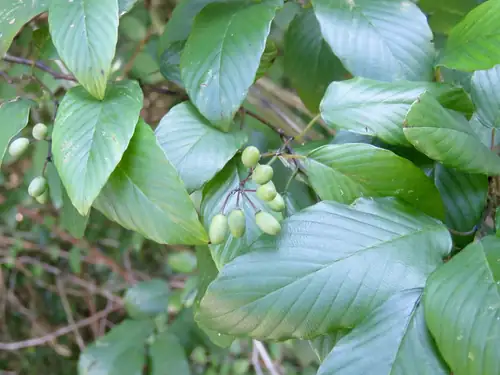 Daun hijau Berchemia scandens dengan tulang daun menonjol dan kelompok buah muda.