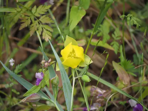 Bunga kuning Calochortus pulchellus berbentuk mangkuk di antara daun sempit.