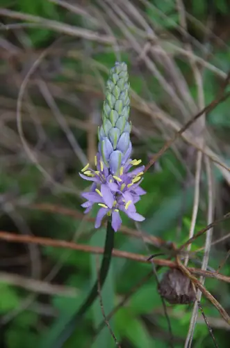 Kelompok bunga biru keunguan Camassia scilloides tersusun pada tangkai tegak.
