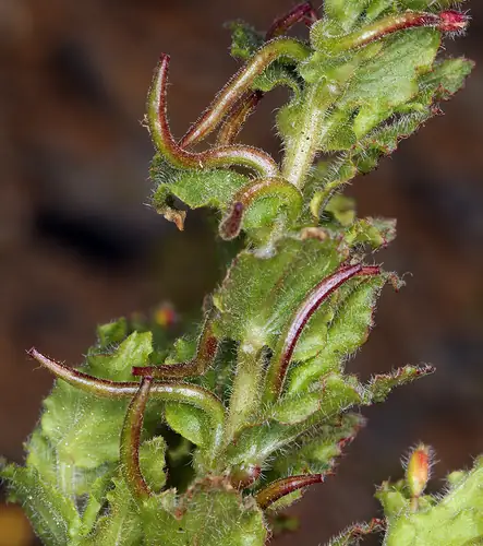 Daun berambut Camissoniopsis hirtella dengan buah memanjang yang melengkung di sepanjang batang.