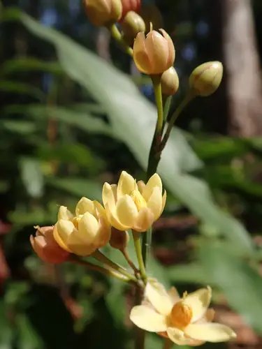 Bunga dan kuncup Campylospermum serratum berwarna kuning jingga pada tangkai tegak.