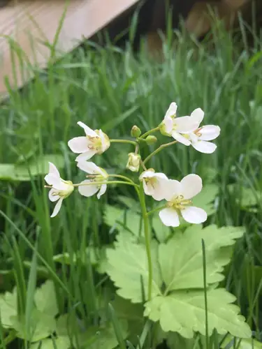 Bunga putih Cardamine diphylla pada tangkai di atas daun majemuk hijau.