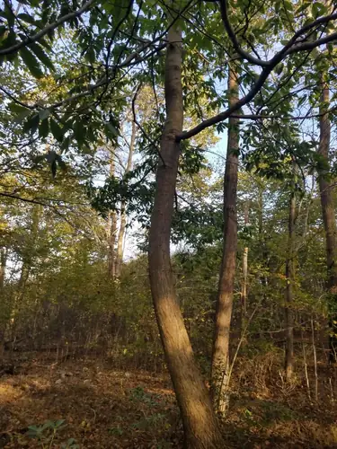Batang dan tajuk Castanea dentata di antara pohon lain pada area berhutan.