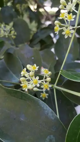 Kelompok bunga kecil berwarna krem Cinnamomum verum pada ranting berdaun hijau.
