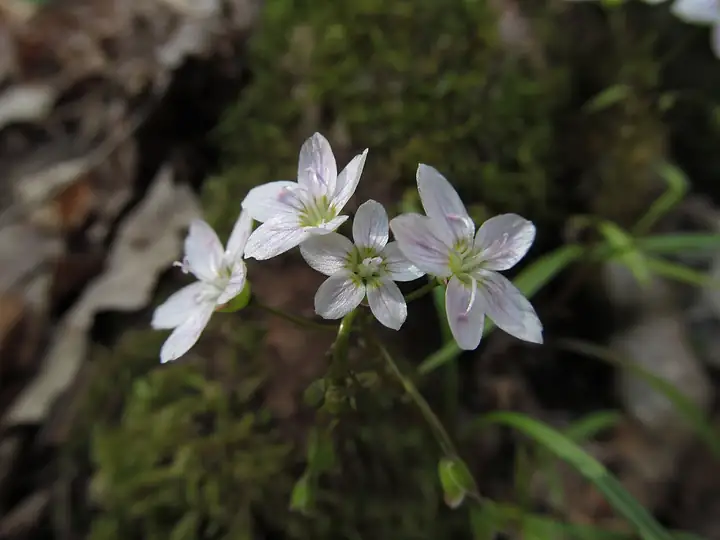 Bunga Claytonia virginica dengan lima mahkota putih bergaris merah muda dan daun sempit di belakangnya.