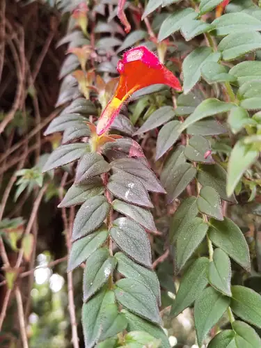 Bunga merah berbentuk tabung Columnea microcalyx muncul di antara daun yang berpasangan.