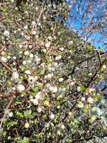 Ranting bercabang Coprosma rigida dengan banyak buah bulat berwarna pucat.