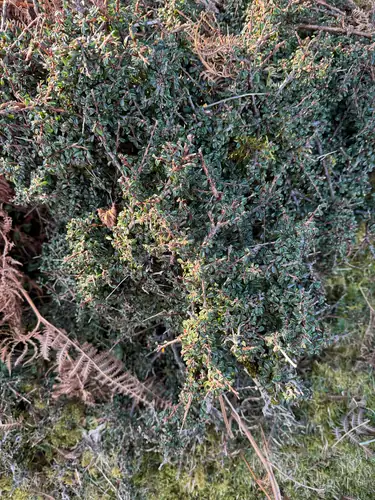 Ranting bercabang Cotoneaster integrifolius dengan banyak daun hijau kecil.