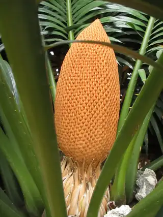 Strobilus jantan Cycas rumphii berwarna jingga memanjang di antara pangkal daun.