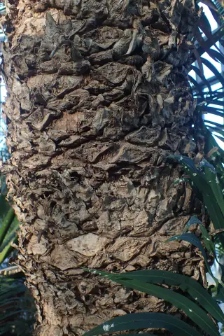 Permukaan batang Cycas rumphii dengan bekas pangkal daun yang bertumpuk.