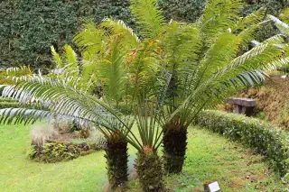 Habitus Cycas rumphii dengan tajuk daun menyirip.