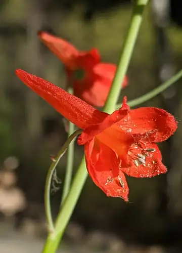 Bunga merah jingga Delphinium nudicaule dengan bagian taji panjang yang menonjol.