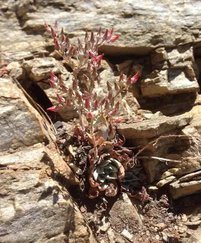 Roset daun Dudleya cymosa dan tangkai bunganya muncul dari celah batu.