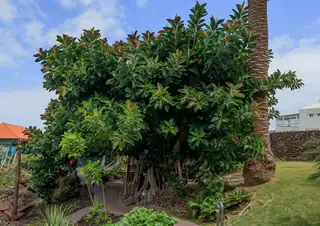 Ficus elastica yang ditanam di taman dengan tajuk lebat dan akar di sekitar batang.