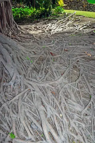 Akar Ficus elastica menyebar di permukaan tanah di sekitar pangkal batang.