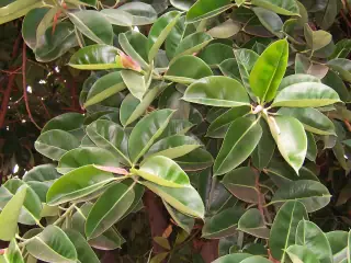 Ranting Ficus elastica dengan daun hijau bertepi krem dan tunas kemerahan.