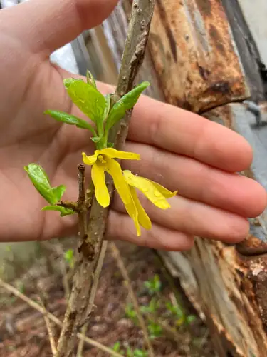 Tangan memegang ranting Forsythia viridissima dengan bunga kuning dan daun hijau muda.